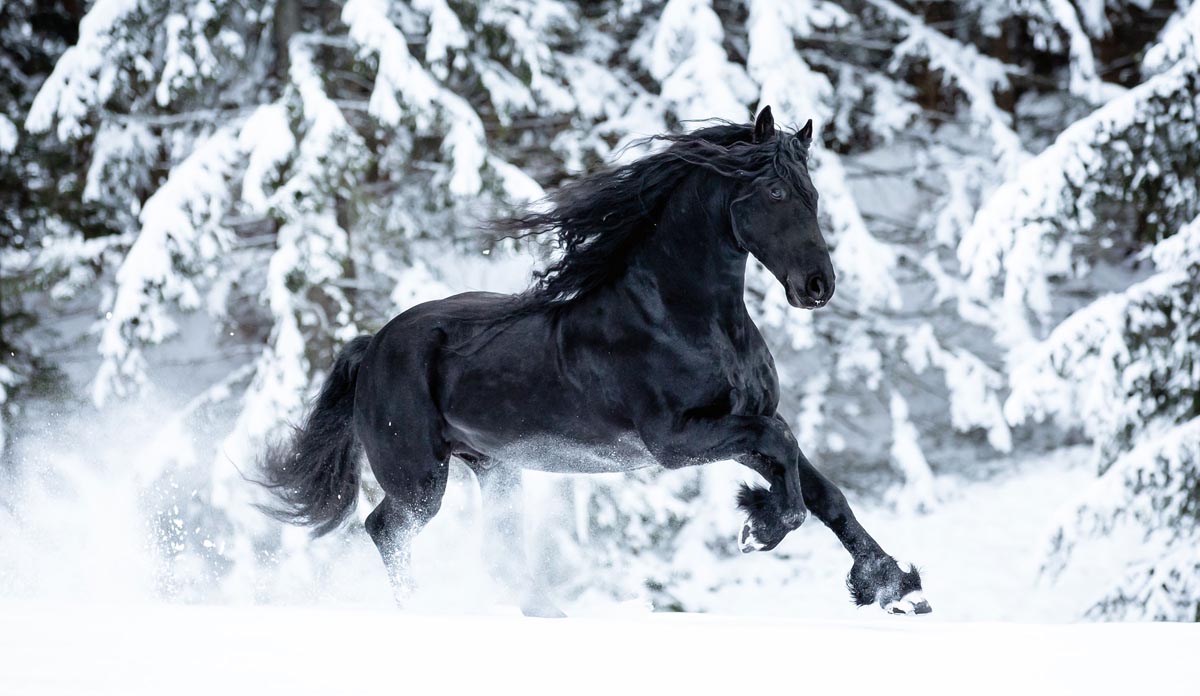Breath-Taking Friesian Horses In The Snow