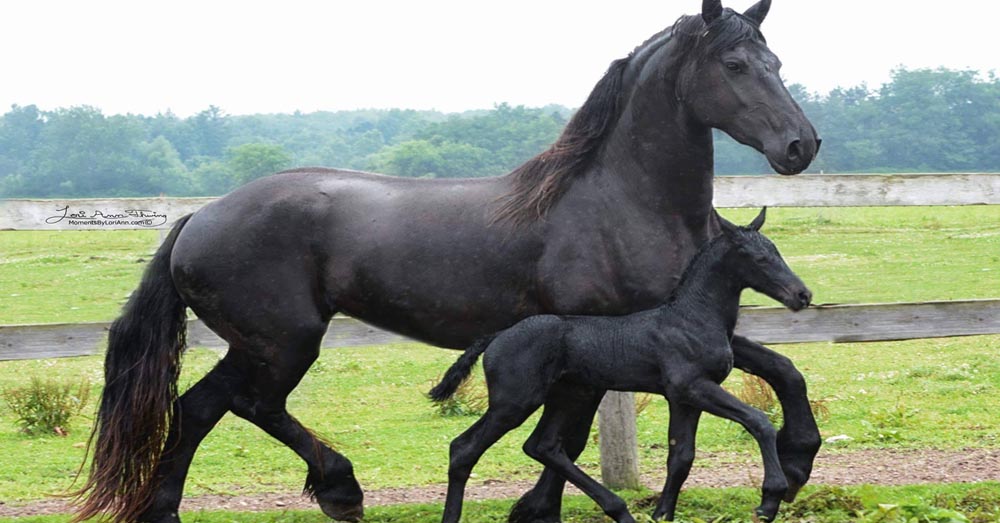 Friesian Mare and Foal @Moments By Lori Ann