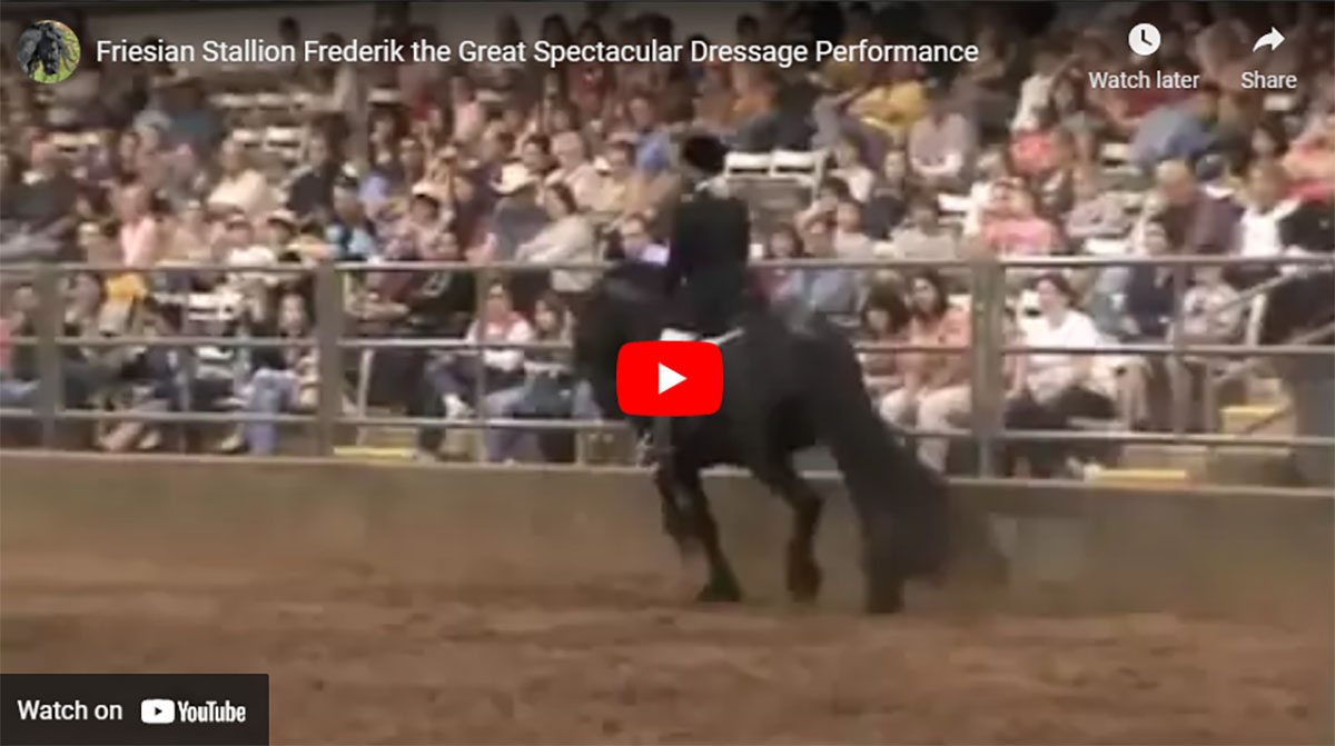 Friesian Stallion Frederik The Great Spectacular Dressage Performance