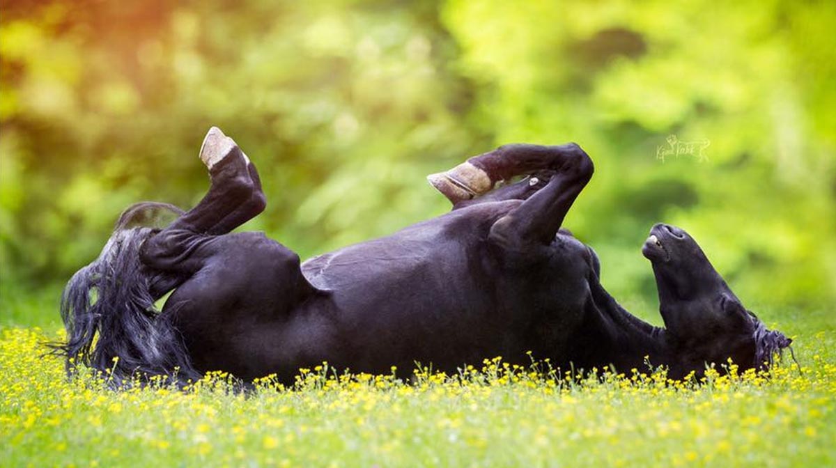 Friesian Stallion - Leen K @Kjara Kocbek Animal Photography