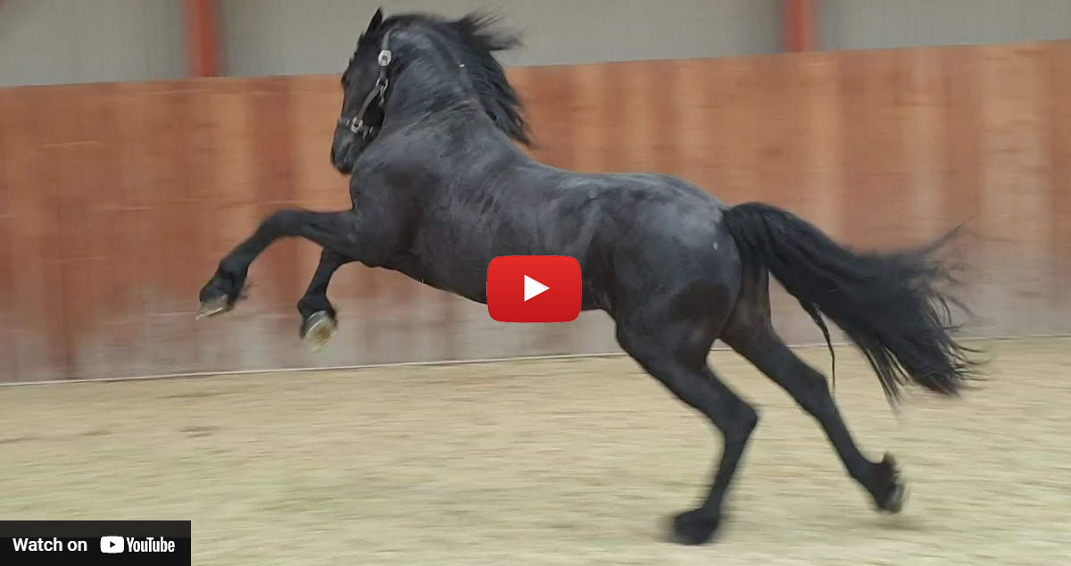 Friesian Horse Kicking Back and Enjoying Himself