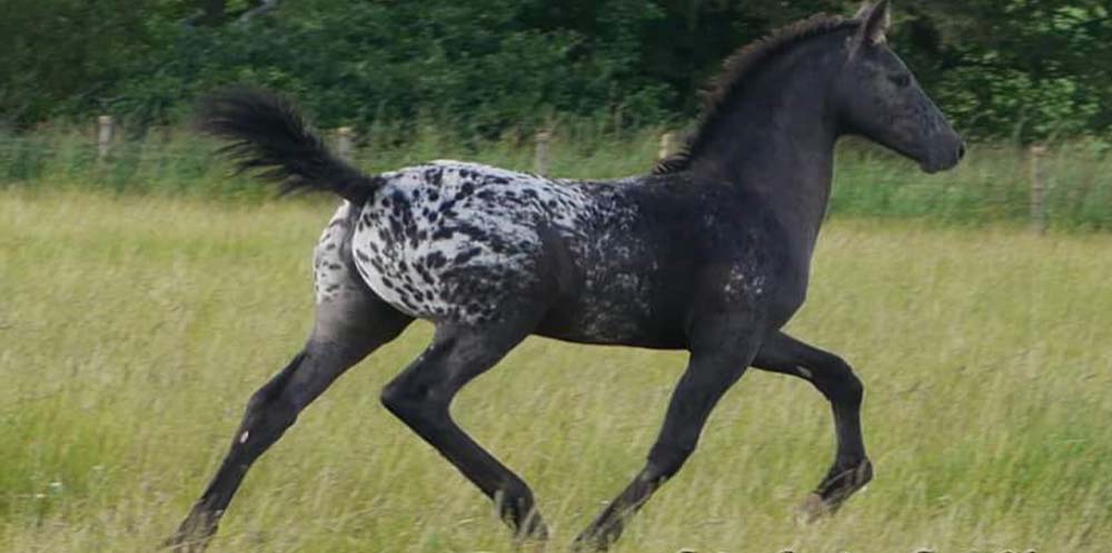 Friesian Cross Appaloosa Foal @Scotia Appaloosa Sport Horses, Perthshire, Scotland