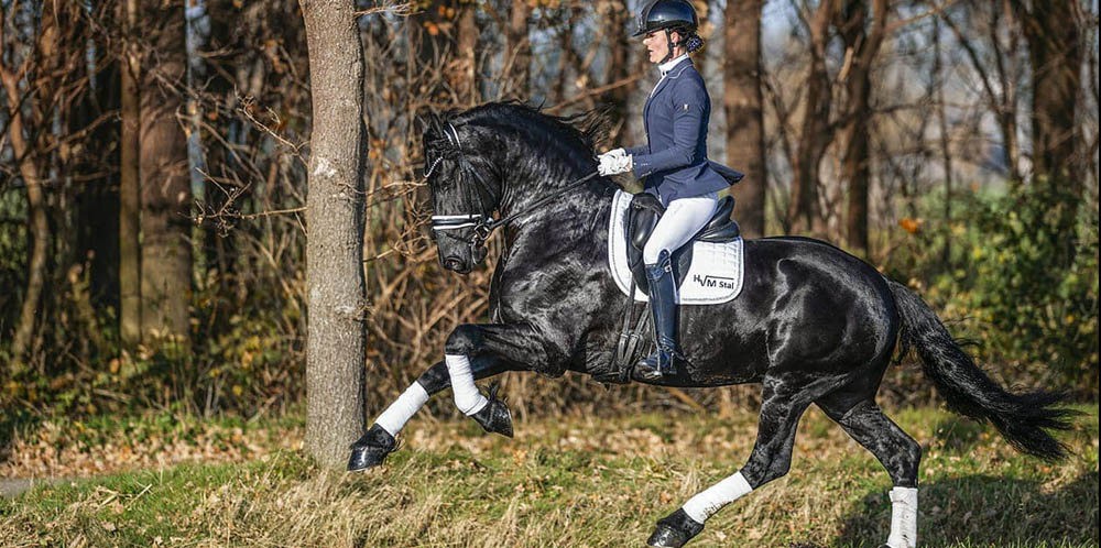 Friesian Dressage Stallion - Fryso 518