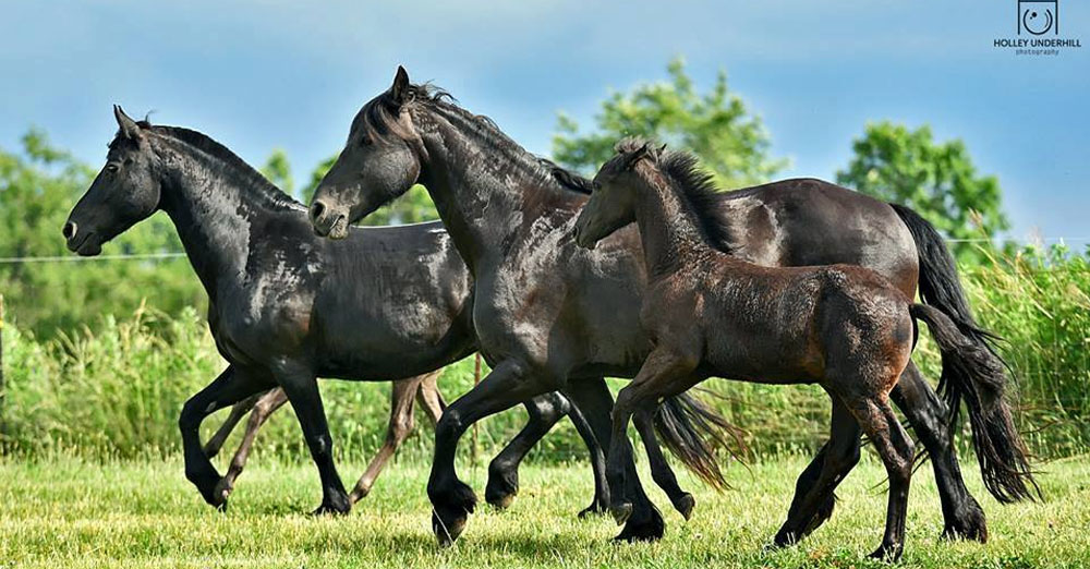 Where Are Friesian Horses From