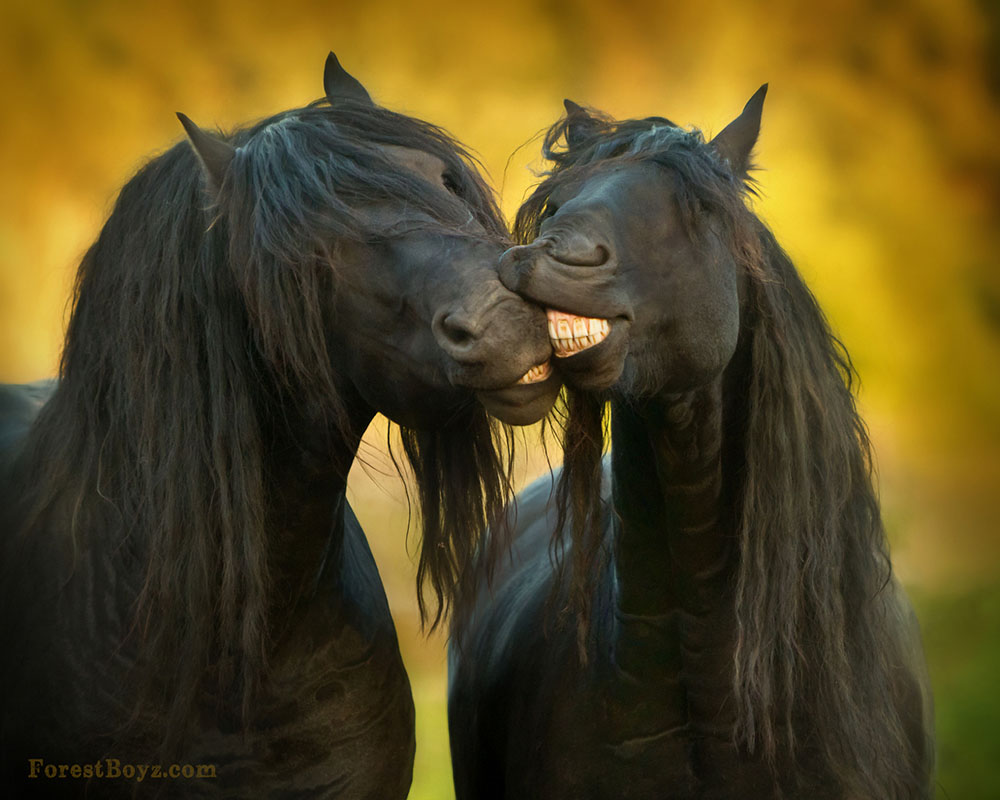 Friesian Horses - California, USA