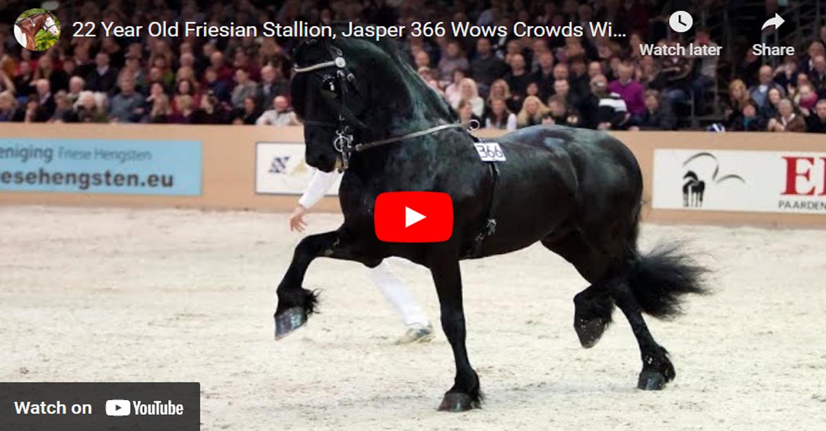 22 Year Old Friesian Stallion Wows Crowds With His Movement
