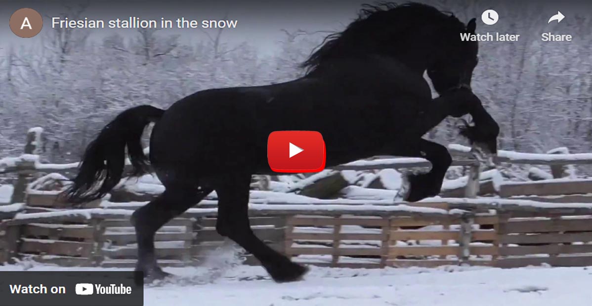 Friesian Stallion Prances Around In The Snow