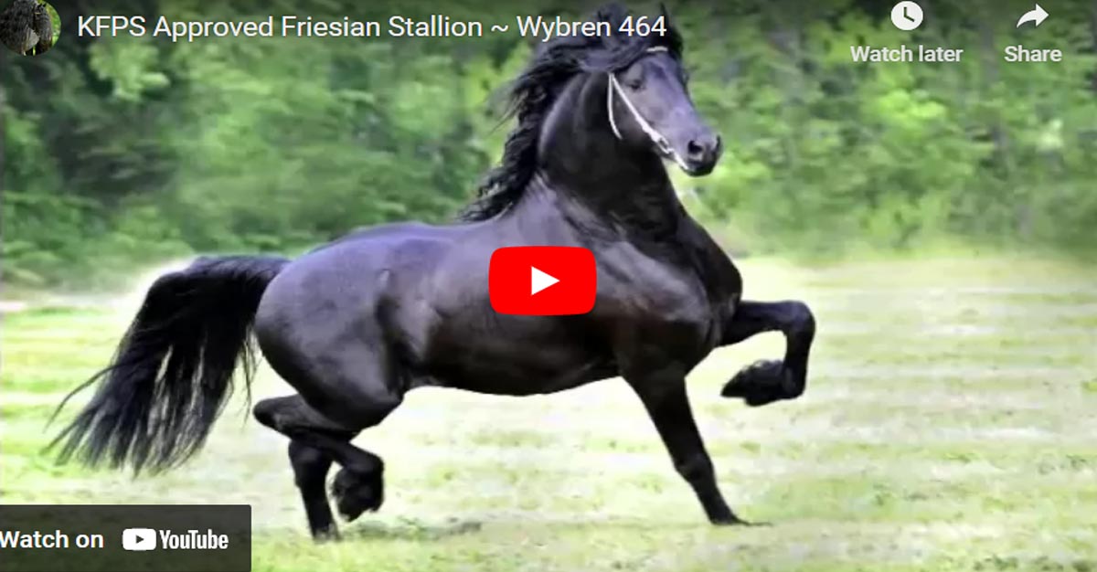 KFPS Approved Friesian Stallion - Wybren 464