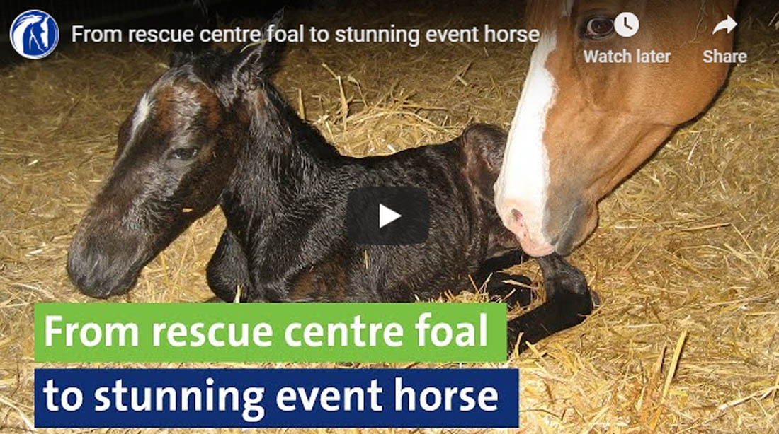 From Rescue Centre Foal To Stunning Event Horse