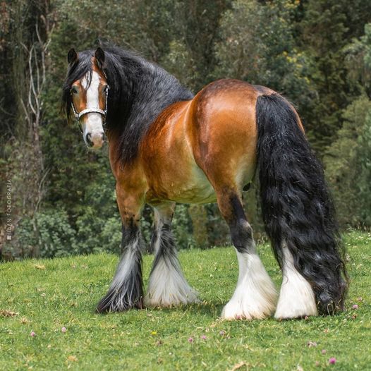 GDR Derby Gold - Gypsy Vanner Horse