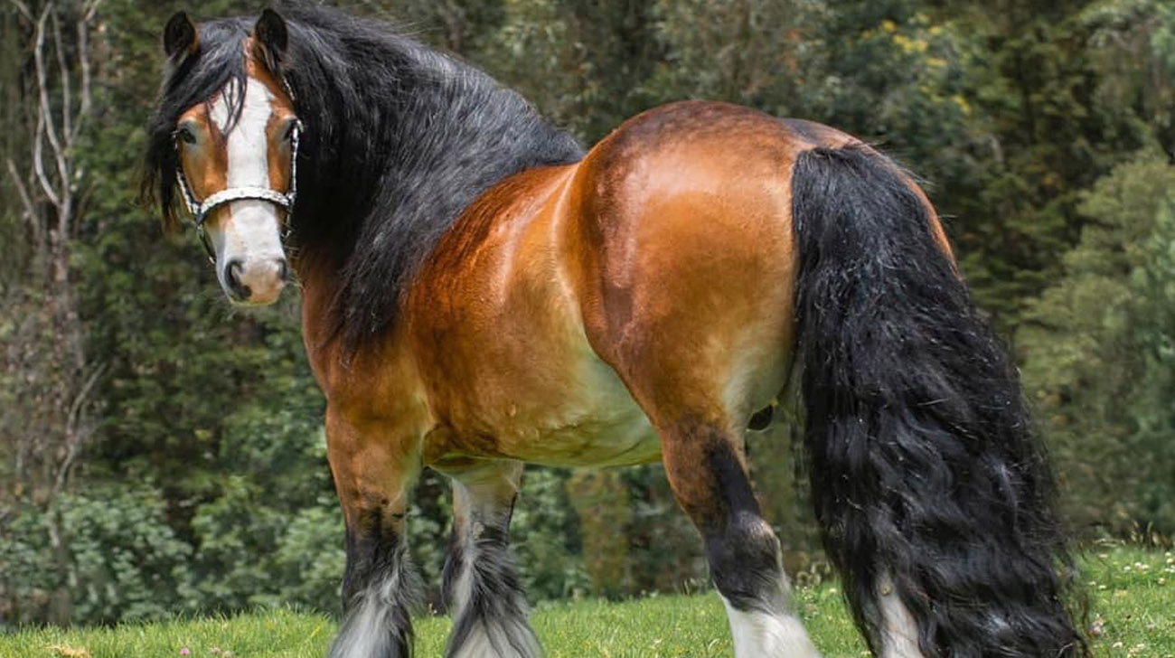 GDR Derby Gold - Gypsy Vanner Horse