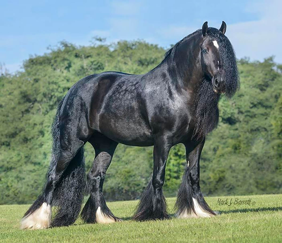 GG Kiss Me Kate - Gypsy Vanner National Supreme Champion