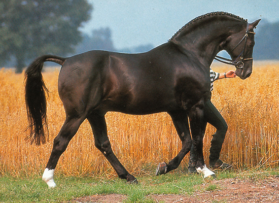 GRANNUS - Warmblood Stallion