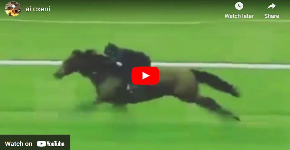 Galloping Race Horse Shows Off His Power and Speed