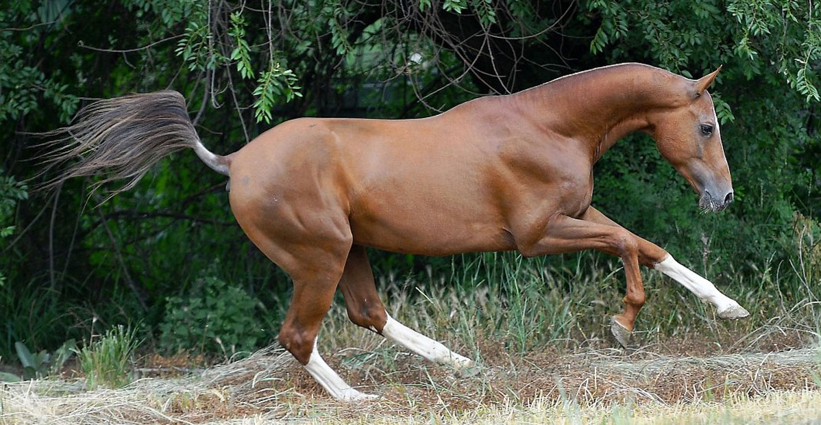 Ganibet (Oraz-Polot x Gasyr) - Chestnut Akhal Teke Stallion