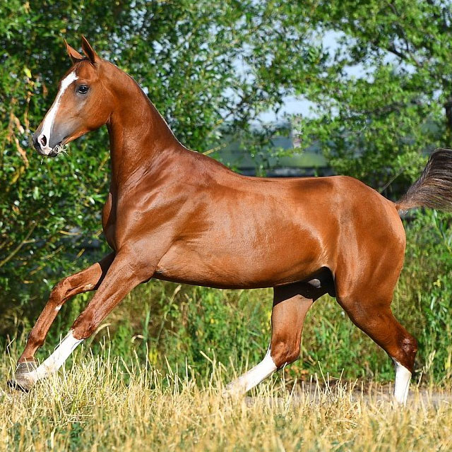 Ganibet (Oraz-Polot x Gasyr) - Chestnut Akhal Teke Stallion