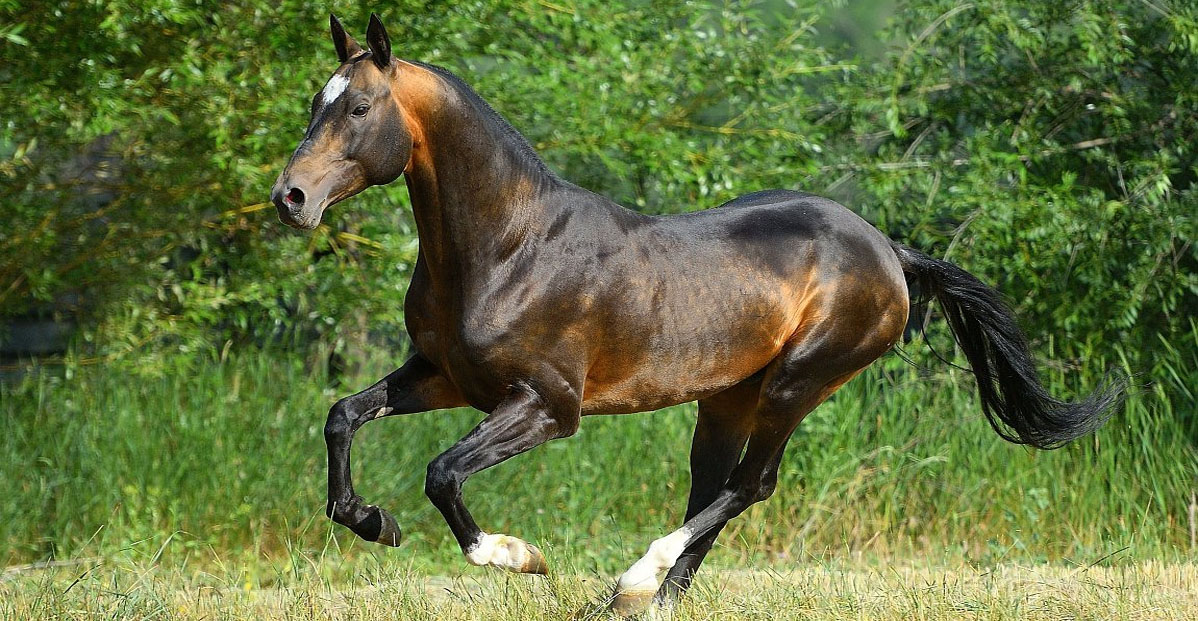 Gappar (Pamel-Kan x Gasyr) - Dun Akhal Teke Stallion