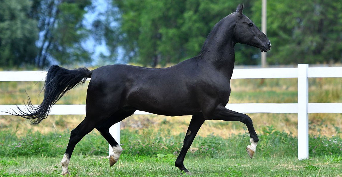 Garagush (Gozgan x Gazyr 11) - Akhal Teke Stallion