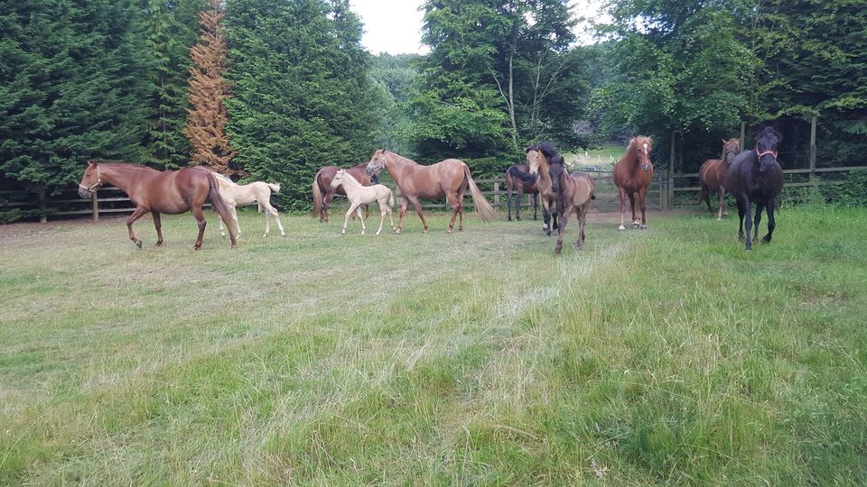 Gazaro Andalusian Horses (Palomino PRE Stallions At Stud), Hampshire, UK
