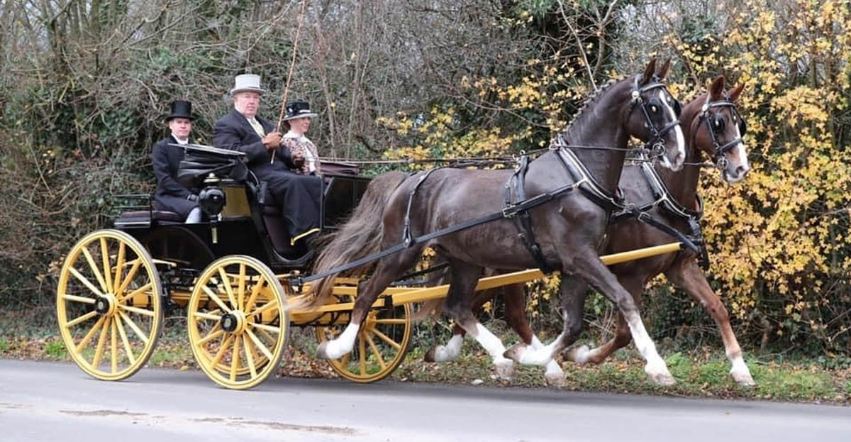 Bob Alexander driving a pair of his Gelderlanders, not a foot on the ground