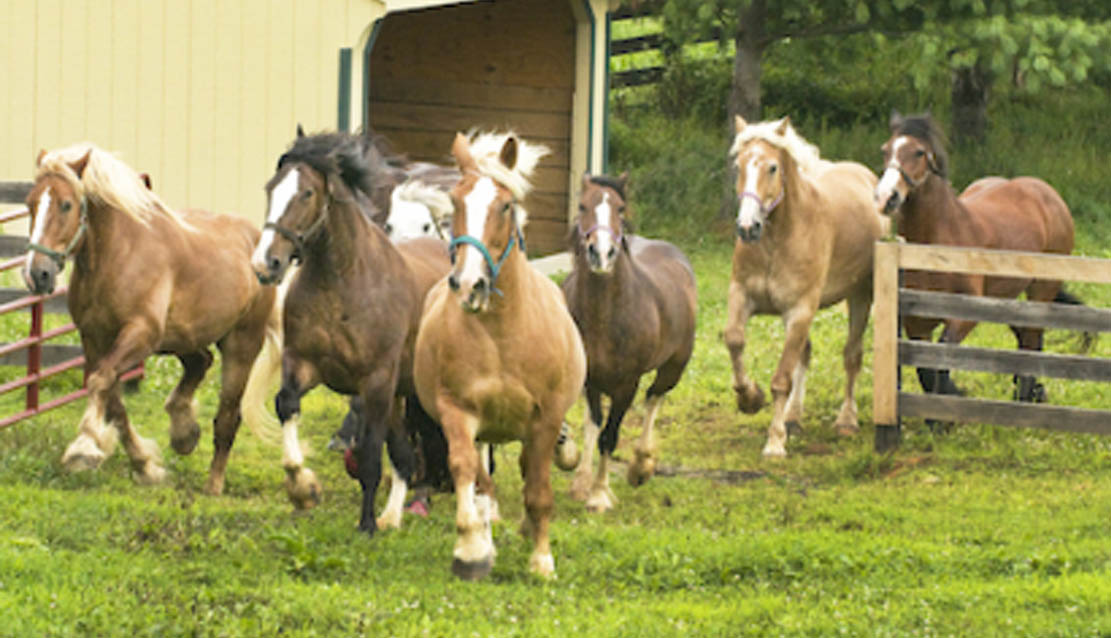 Gentle Giants Draft Horse Rescue