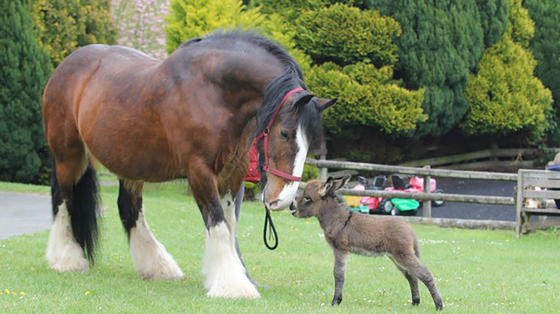 Gentle giant meets a little soul