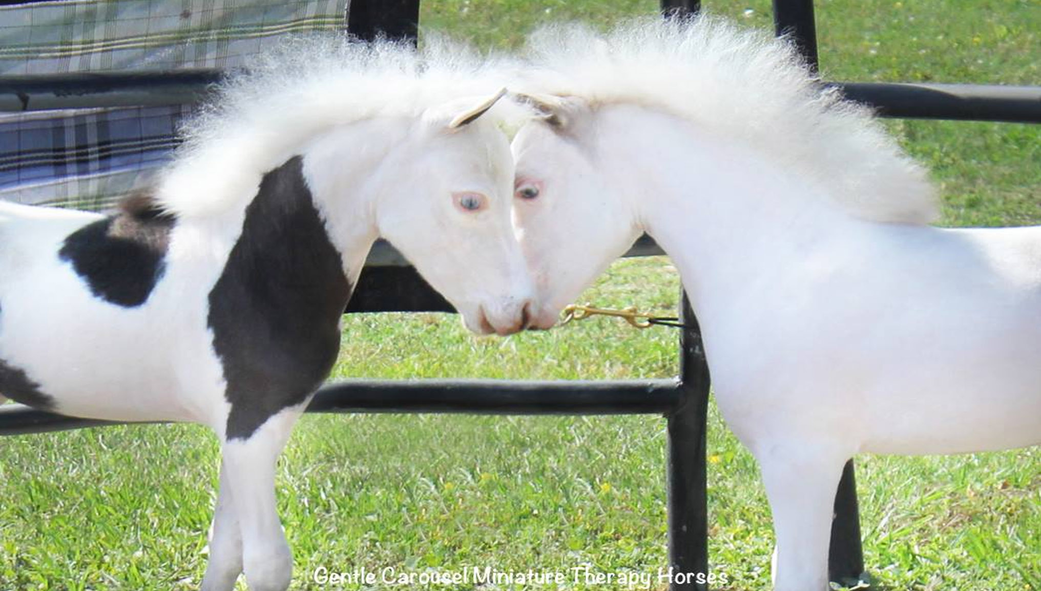 Foals are adorable and these foals are off the chart adorable @Gentle Carousel Miniature Therapy Horses