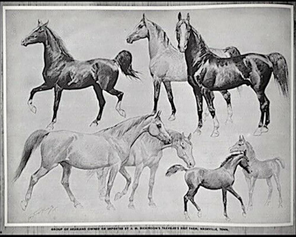 George Ford Morris 1938 Signed Personal Estate Horse Art Drawing Original