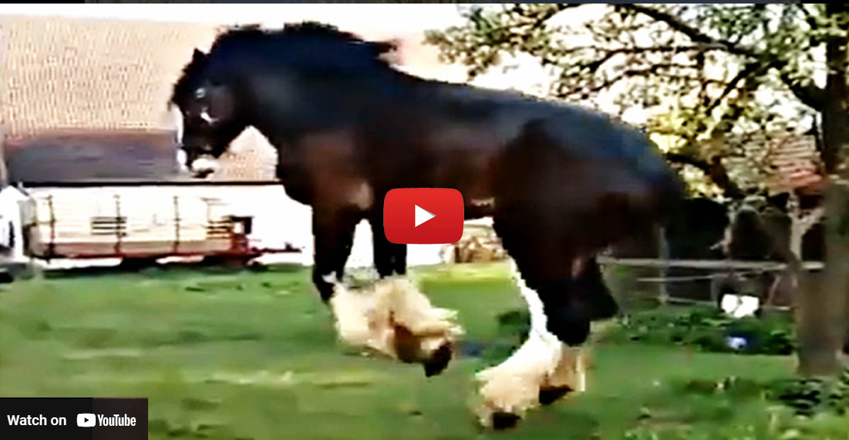 Giant Shire Stallion Shows Off His Unique Movements In The Pasture