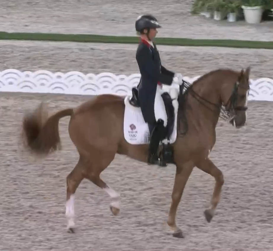 Gio - Dressage Horse