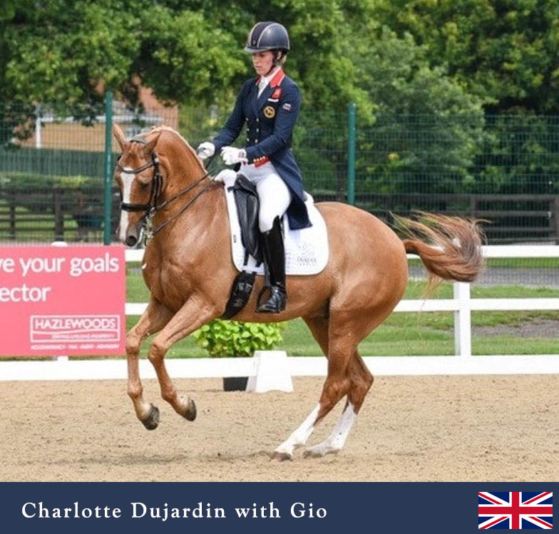 Everdale - Dressage Stallion