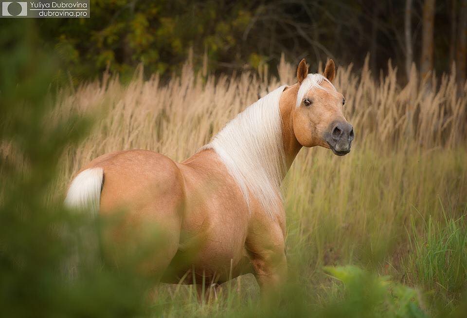 Quarter Horse Stallion, Golden Player @Quarterville Stud