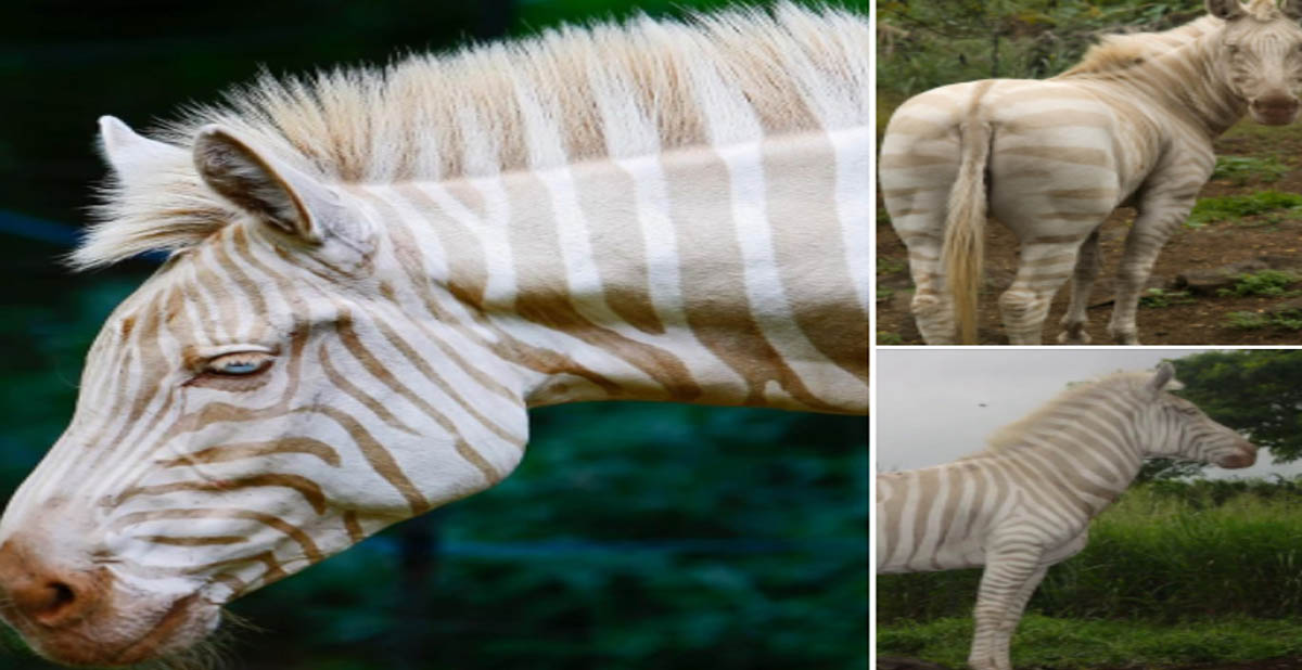 Zoe, The Golden Zebra