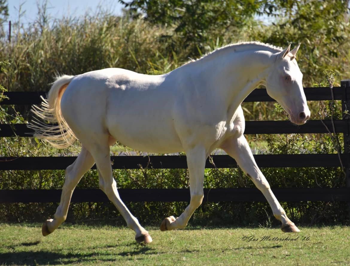 Goldmaker-1999 Thoroughbred stallion (Glitter Please x Desire For Gold/Milkie)