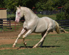 Cremello Horse