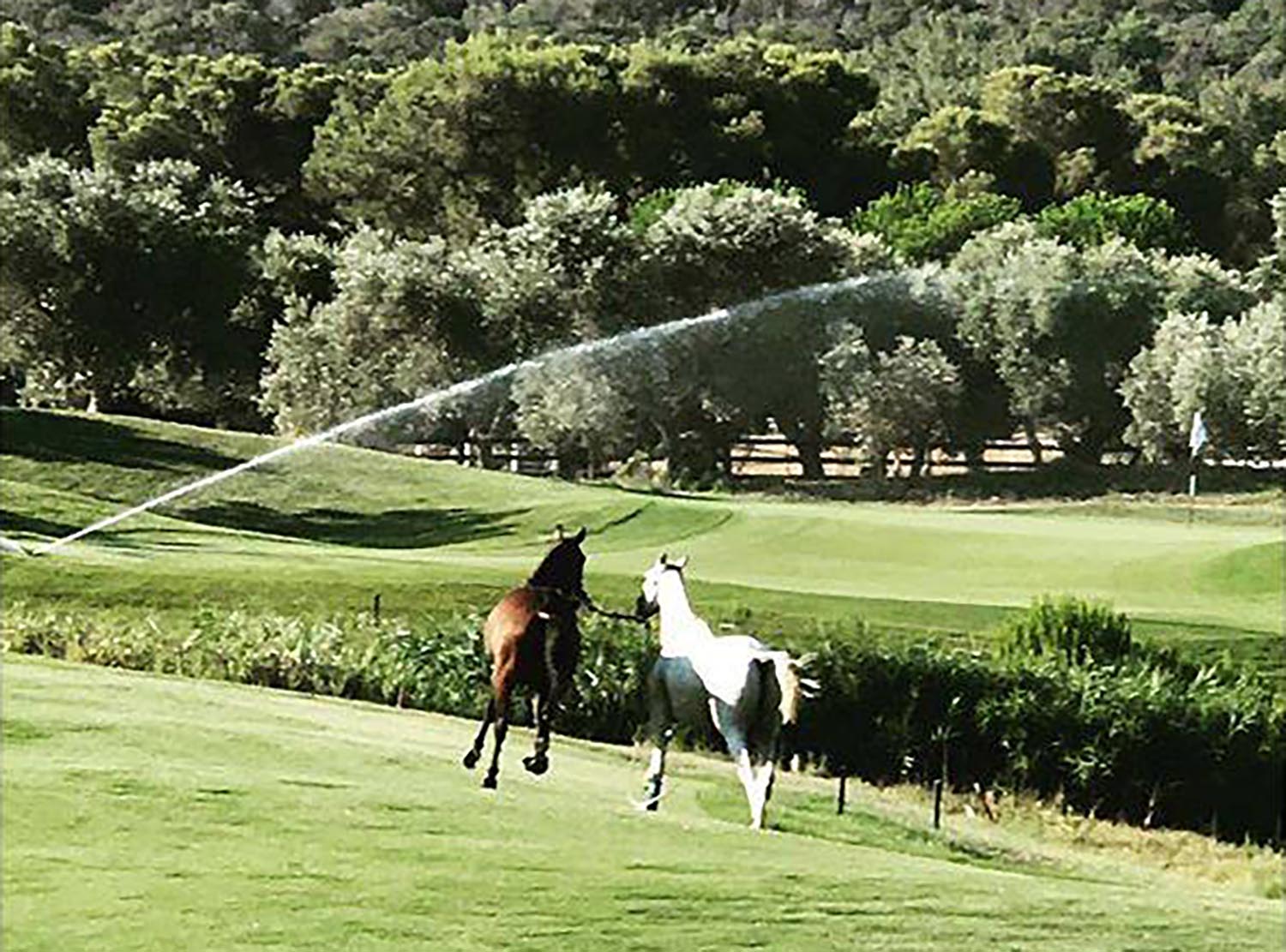 Golf Course Turned Rehabilitation Barn For Senior Horses