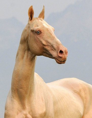 Gornostay - Akhal Teke Stallion