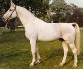 Gotthard - Warmblood Stallion