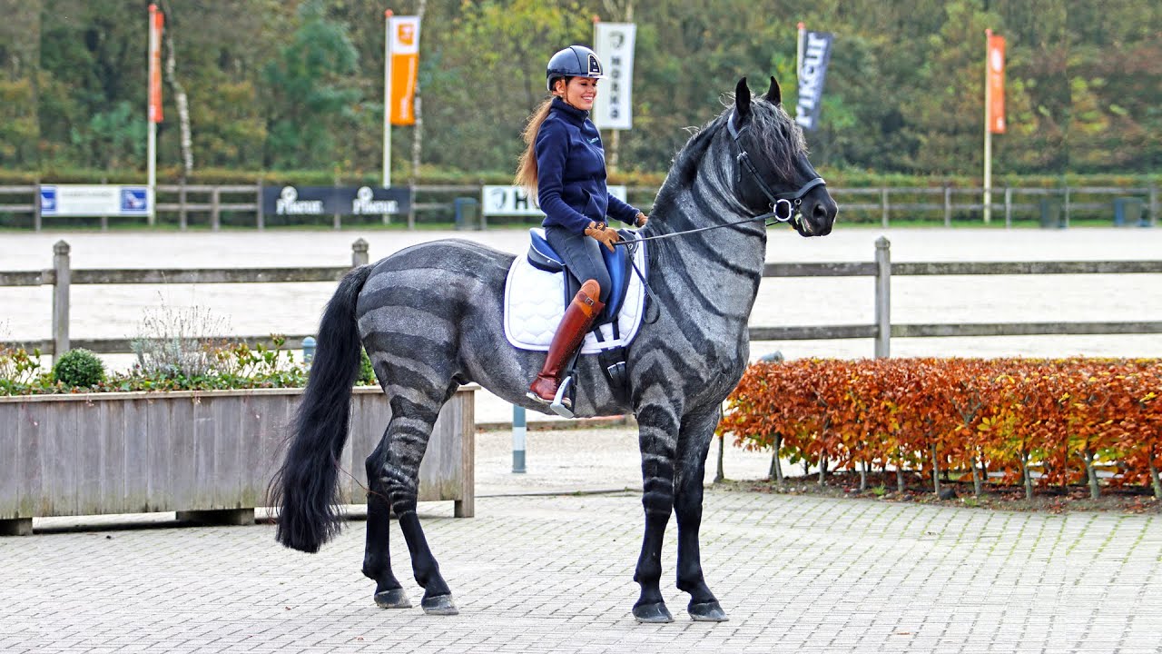 Grand Prix Dressage Zebra, Carletto At The Royal Dutch Equestrian Sport Center