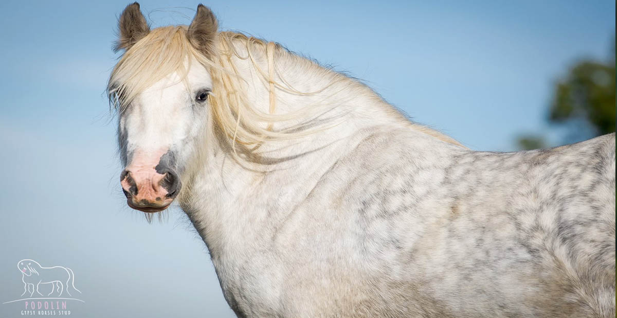 McCartneys Bluebell - Gray Gypsy Cob Broodmare