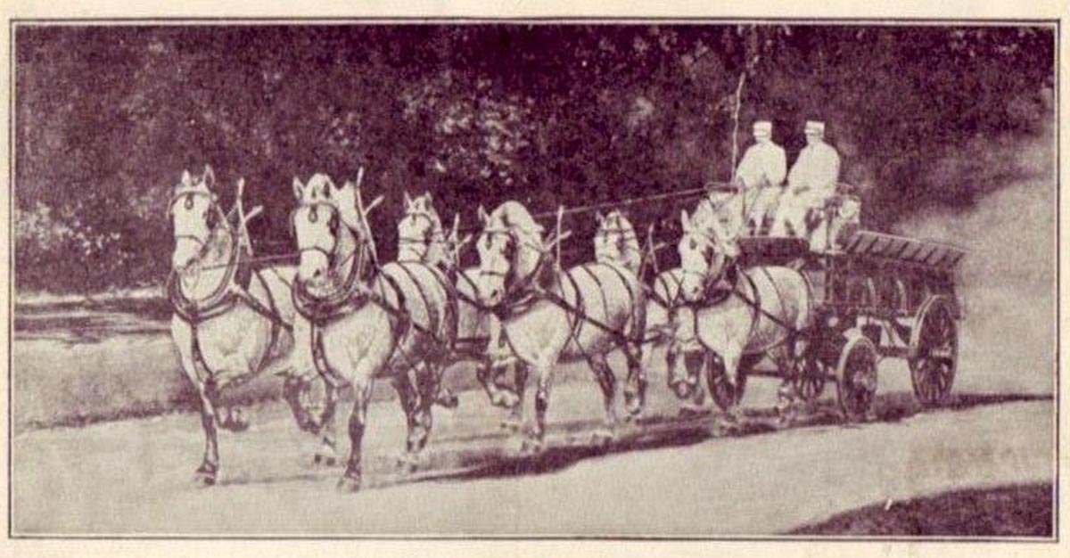 Armour`s World Famous Gray Percheron Horses