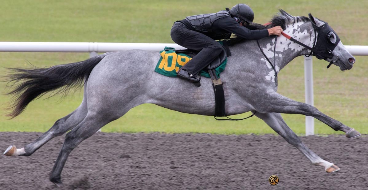 Iljin Seolhwa - Gray Thoroughbred Brood Mare - Horse Racing