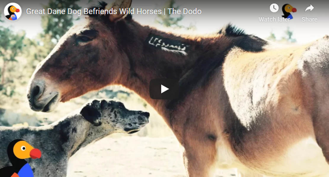Great Dane Loves To Make Friends With Wild Horses