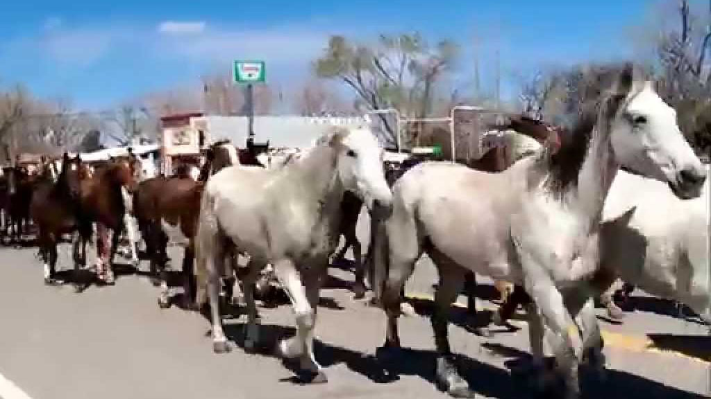 Great American Horse Drive, Maybell