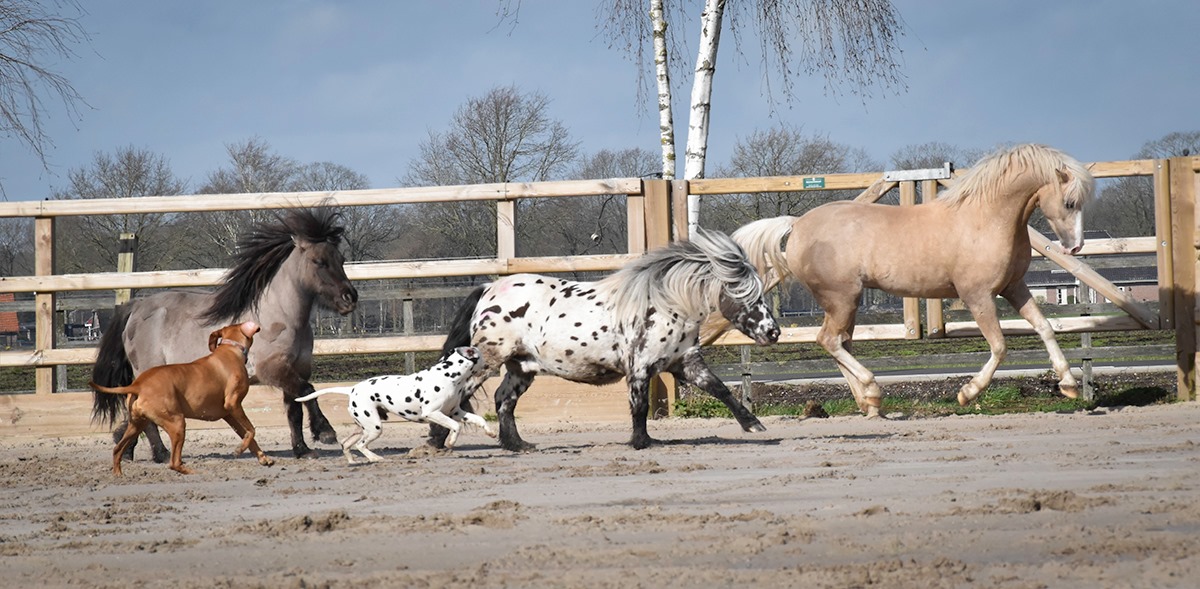 Greetje Arends-Hakvoort - Horses