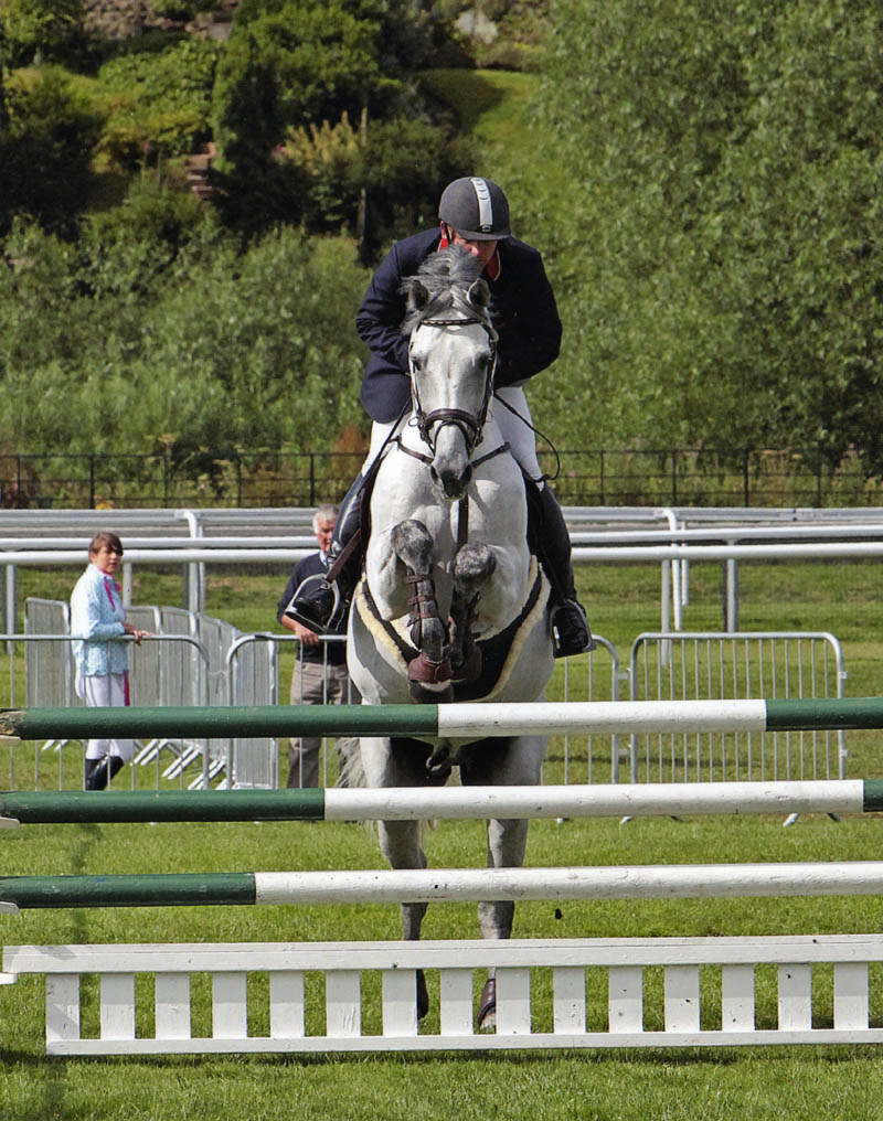 Grey Stallion Crocodile Dundy Z - Chester Horse Show