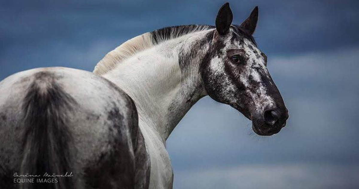 Grisu - Polish Warmblood Stallion - @Carina Maiwald Photographer