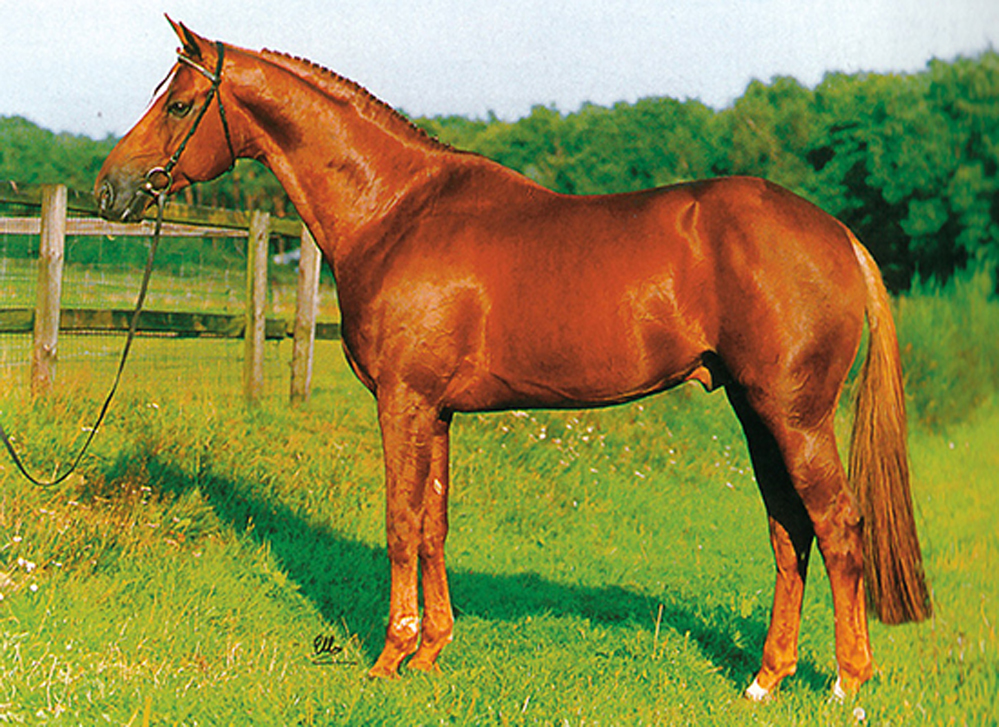 Guidam - Warmblood Stallion