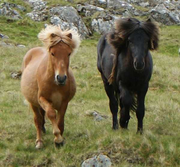 Guizhou Pony