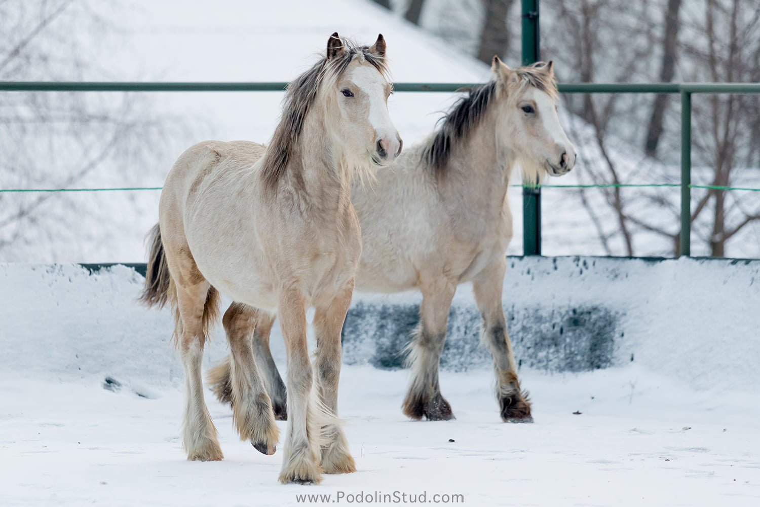 Gypsy Cob - Twin Foals